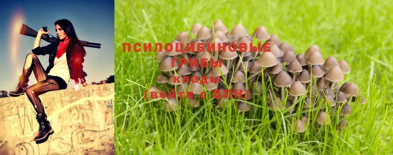 Псилоцибиновые грибы Psilocybe  Приморско-Ахтарск 